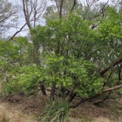 Acacia longifolia subsp. longifolia at Goulburn, NSW - 18 Aug 2024 01:36 PM