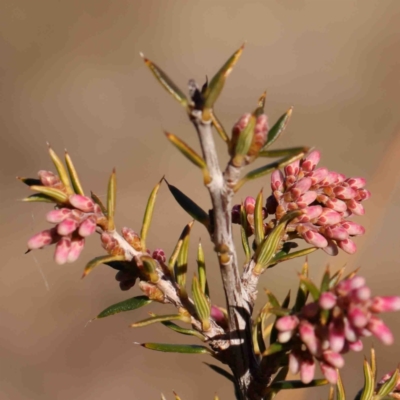 Lissanthe strigosa subsp. subulata (Peach Heath) at Kaleen, ACT - 18 Aug 2024 by ConBoekel