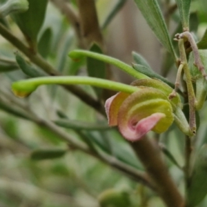 Grevillea arenaria subsp. arenaria at Goulburn, NSW - 18 Aug 2024