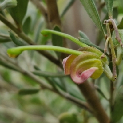 Grevillea arenaria subsp. arenaria (Nepean Spider Flower) at Goulburn, NSW - 18 Aug 2024 by trevorpreston