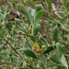 Grevillea arenaria subsp. arenaria at Goulburn, NSW - 18 Aug 2024