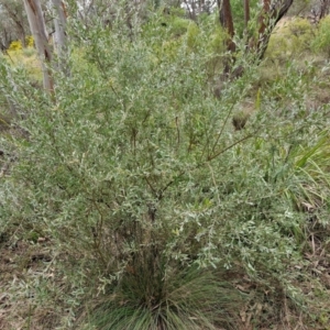 Grevillea arenaria subsp. arenaria at Goulburn, NSW - 18 Aug 2024