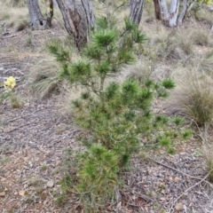 Pinus radiata (Monterey or Radiata Pine) at Goulburn, NSW - 18 Aug 2024 by trevorpreston