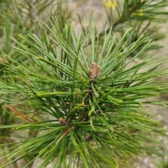 Pinus radiata at Goulburn, NSW - 18 Aug 2024