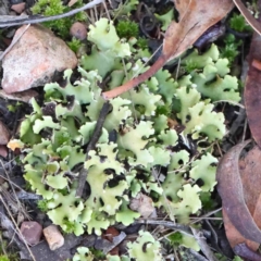 Unidentified Moss, Liverwort or Hornwort at Kaleen, ACT - 18 Aug 2024 by ConBoekel