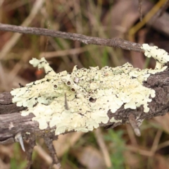 Flavoparmelia sp. (Flavoparmelia Lichen) at Bruce, ACT - 18 Aug 2024 by ConBoekel