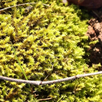 Unverified Moss, Liverwort or Hornwort - 1 Jan 1900 by ConBoekel