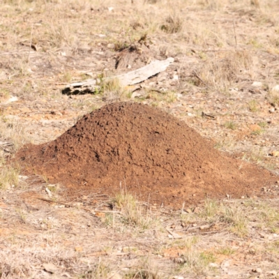 Unidentified Other insect at Kaleen, ACT - 18 Aug 2024 by ConBoekel