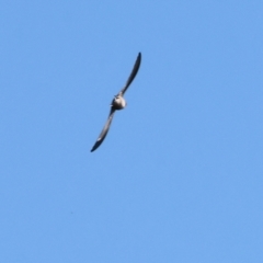 Hirundo neoxena (Welcome Swallow) at Wodonga, VIC - 18 Aug 2024 by KylieWaldon