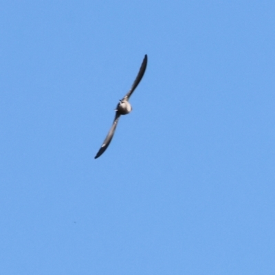 Hirundo neoxena (Welcome Swallow) at Wodonga, VIC - 18 Aug 2024 by KylieWaldon