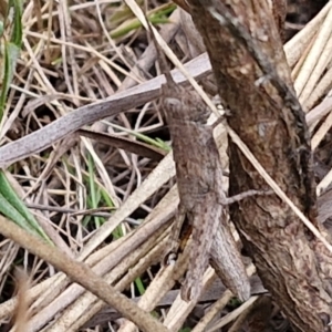 Coryphistes ruricola at Goulburn, NSW - 18 Aug 2024