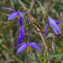 Stypandra glauca (Nodding Blue Lily) at Goulburn, NSW - 18 Aug 2024 by trevorpreston