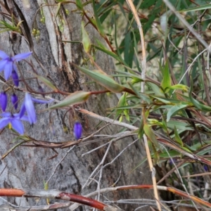 Stypandra glauca at Goulburn, NSW - 18 Aug 2024 01:22 PM