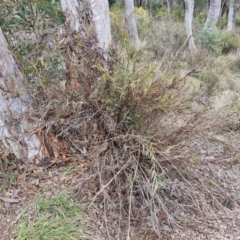 Stypandra glauca at Goulburn, NSW - 18 Aug 2024 01:22 PM