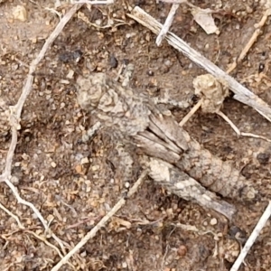 Acrididae sp. (family) at Goulburn, NSW - 18 Aug 2024