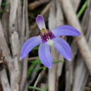 Cyanicula caerulea at Goulburn, NSW - 18 Aug 2024