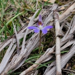 Cyanicula caerulea at Goulburn, NSW - suppressed