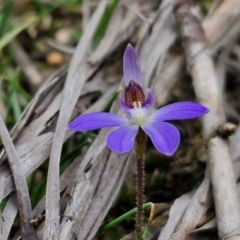 Cyanicula caerulea at Goulburn, NSW - 18 Aug 2024