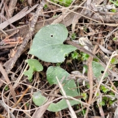 Acianthus sp. (Mayflower Orchid) at Goulburn, NSW - 18 Aug 2024 by trevorpreston