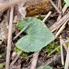 Acianthus sp. at Goulburn, NSW - 18 Aug 2024