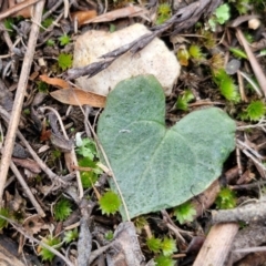 Acianthus sp. at Goulburn, NSW - 18 Aug 2024