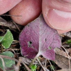 Acianthus sp. at Goulburn, NSW - 18 Aug 2024