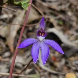 Cyanicula caerulea at Goulburn, NSW - 18 Aug 2024