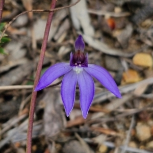 Cyanicula caerulea at Goulburn, NSW - 18 Aug 2024