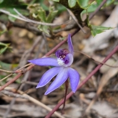 Cyanicula caerulea at Goulburn, NSW - 18 Aug 2024