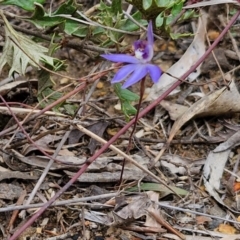 Cyanicula caerulea at Goulburn, NSW - 18 Aug 2024