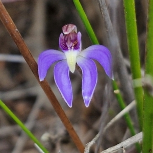 Cyanicula caerulea at Goulburn, NSW - 18 Aug 2024