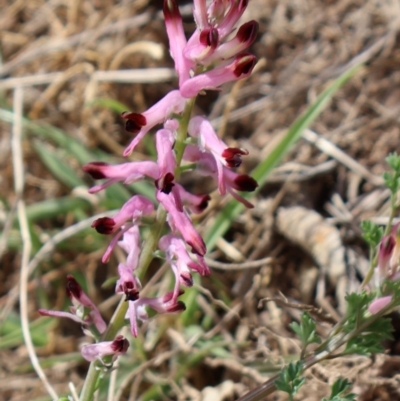 Fumaria sp. (Fumitory) at Strathnairn, ACT - 18 Aug 2024 by Clarel