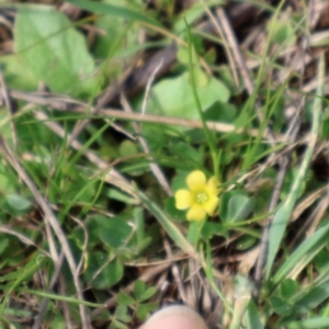 Oxalis sp. at Strathnairn, ACT - 18 Aug 2024 10:53 AM