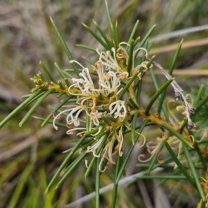 Hakea decurrens at Goulburn, NSW - 18 Aug 2024