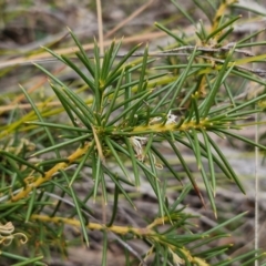 Hakea decurrens at Goulburn, NSW - 18 Aug 2024