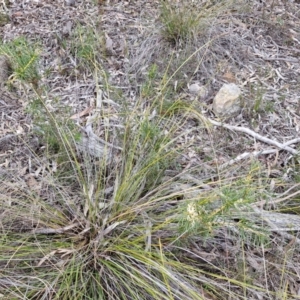 Hakea decurrens at Goulburn, NSW - 18 Aug 2024