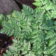 Conium maculatum (Hemlock) at Macnamara, ACT - 18 Aug 2024 by Clarel