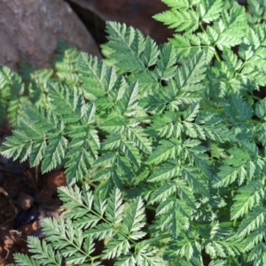 Conium maculatum at Macnamara, ACT - 18 Aug 2024