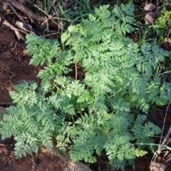 Conium maculatum at Macnamara, ACT - 18 Aug 2024 10:37 AM