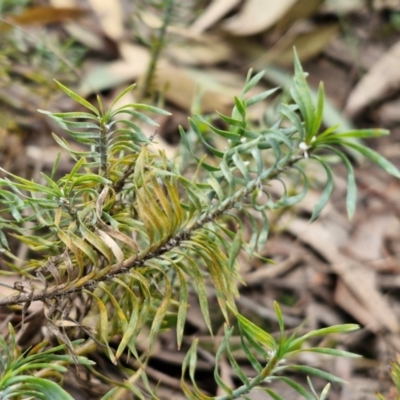 Lomandra obliqua (Twisted Matrush) at Goulburn, NSW - 18 Aug 2024 by trevorpreston