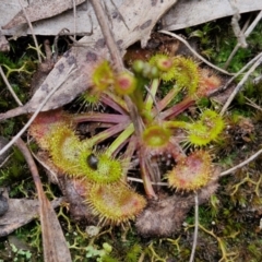 Drosera auriculata (Tall Sundew) at Goulburn, NSW - 18 Aug 2024 by trevorpreston