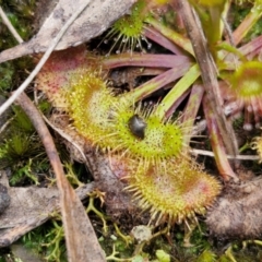 Drosera auriculata at Goulburn, NSW - 18 Aug 2024