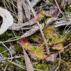 Drosera auriculata at Goulburn, NSW - 18 Aug 2024