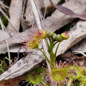 Drosera auriculata at Goulburn, NSW - 18 Aug 2024