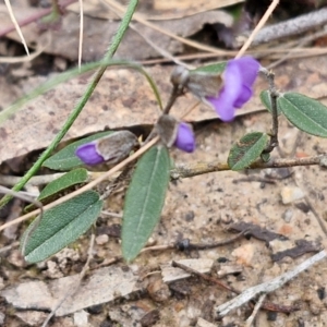 Hovea heterophylla at Goulburn, NSW - 18 Aug 2024