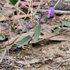 Hovea heterophylla at Goulburn, NSW - 18 Aug 2024 01:06 PM