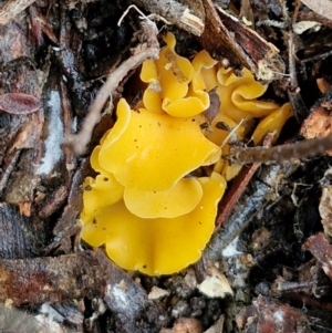 Phaeohelotium (Discinella terrestris aggregate) at Goulburn, NSW - 18 Aug 2024