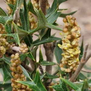 Grevillea ramosissima subsp. ramosissima at Goulburn, NSW - 18 Aug 2024