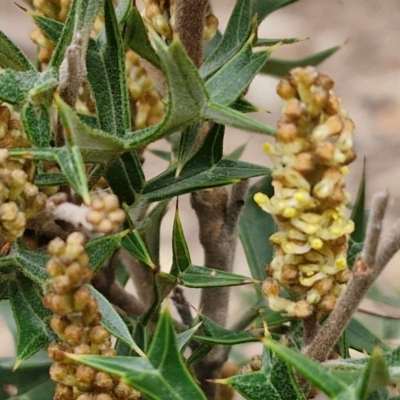 Grevillea ramosissima subsp. ramosissima (Fan Grevillea) at Goulburn, NSW - 18 Aug 2024 by trevorpreston