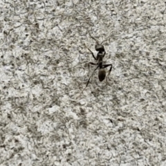 Anonychomyrma sp. (genus) at Goulburn, NSW - 18 Aug 2024 12:55 PM